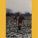 „Mantel von Fuchshausen” mit pflanzengefärbter Wolle/Filz 1990